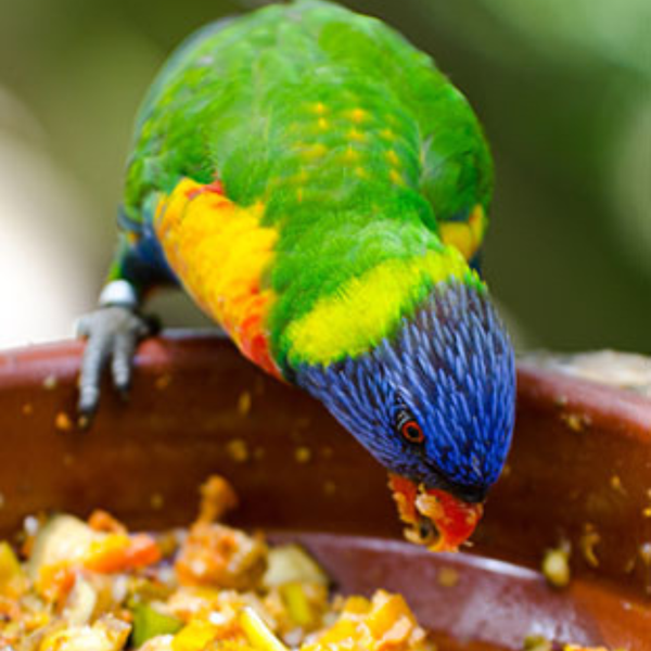 Bird Treats