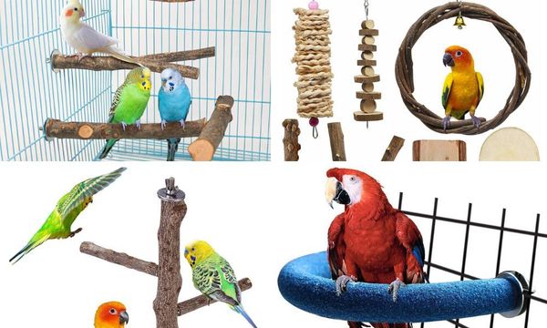 Perch For birds