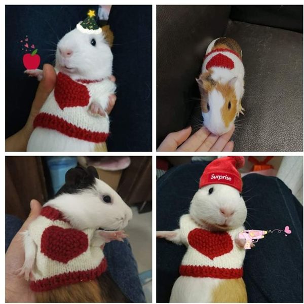 Sweaters for Guinea Pigs