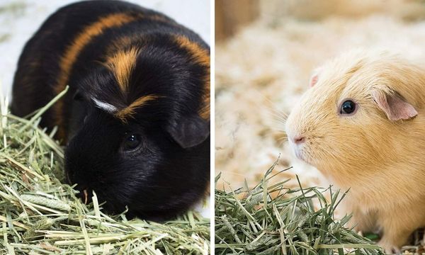 2 Guinea Pigs Eating Hay