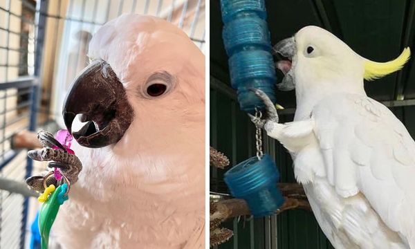 Cockatoo Toys