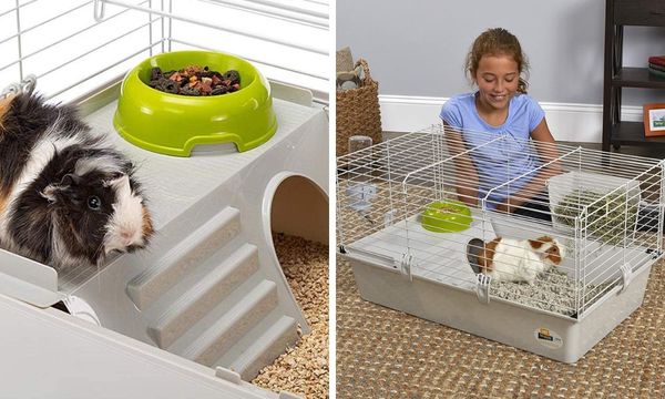 Guinea Pig Starter Kit