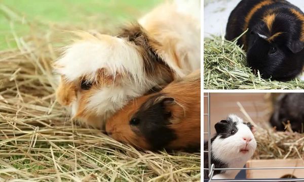 Guinea Pigs Eating Hay