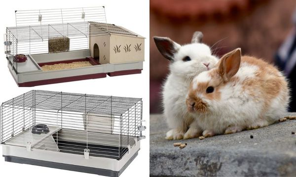 Rabbit Starter Kit