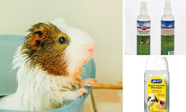 Guinea Pig Shampoo