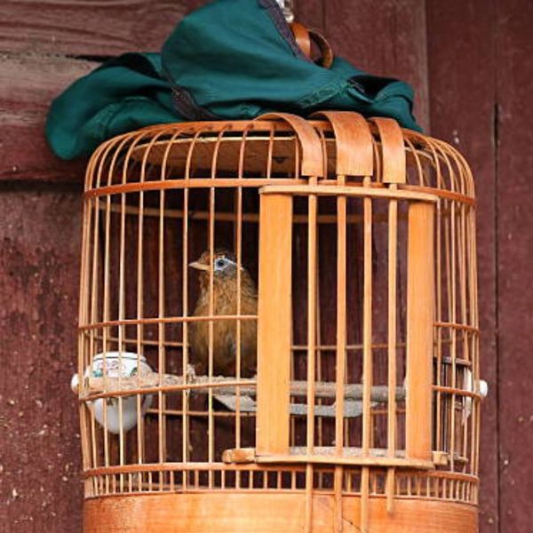 Bird Cage Covers