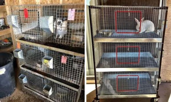 Stackable Rabbit Cages