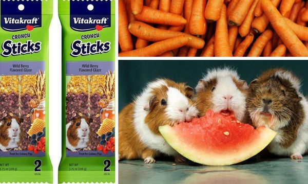 Guinea Pig Treats