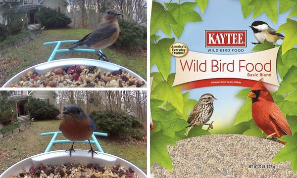 Kaytee Bird Seed