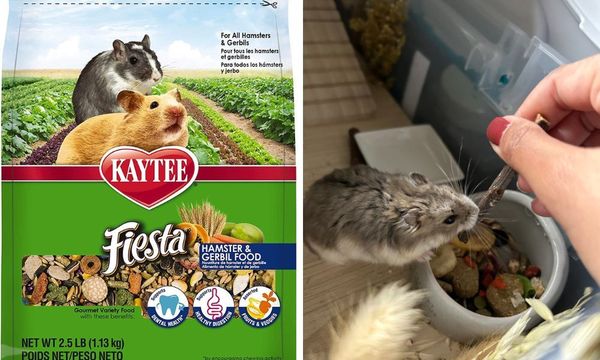 Hamster Food