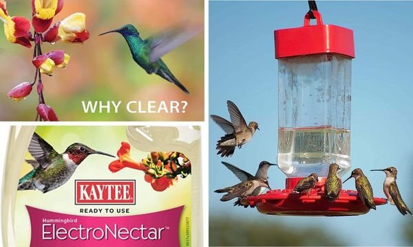 Kaytee Hummingbird Electronectar