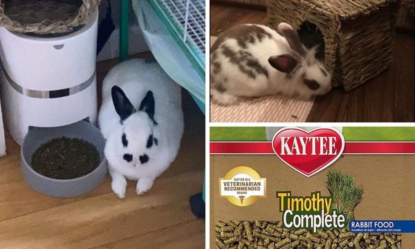 Kaytee timothy complete