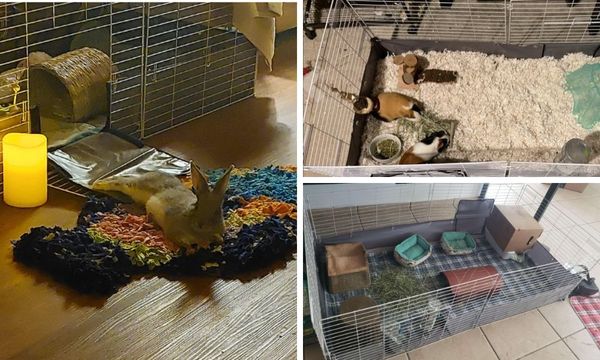 Kaytee open living habitat