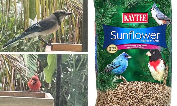 Kaytee sunflower hearts and chips