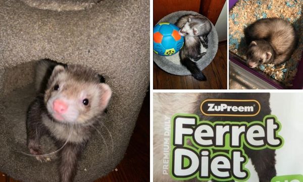 Zupreem Ferret Food