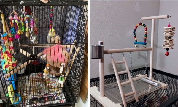 Cockatiel Playground 