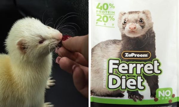 Zupreem Ferret Food