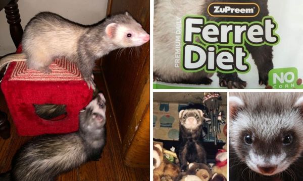 Zupreem Ferret Food