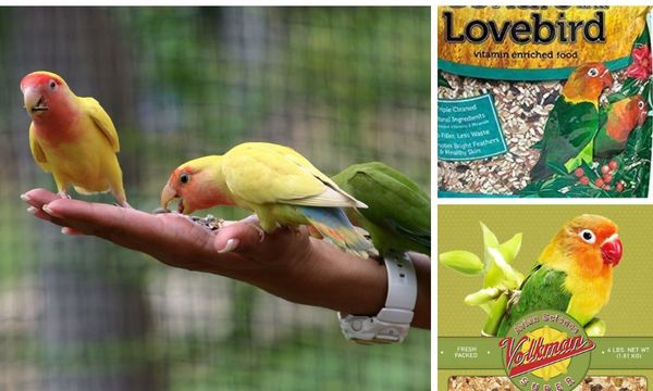 Love Birds Food