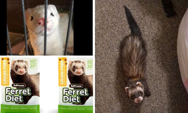 Zupreem Ferret Food
