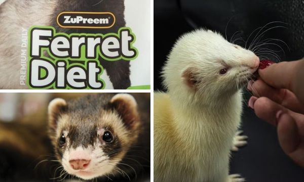 Zupreem Ferret Food