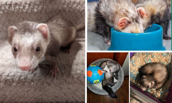 Zupreem Ferret Food