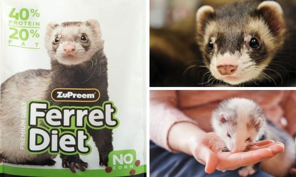 Zupreem Ferret Food