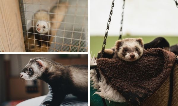 Zupreem Ferret Food