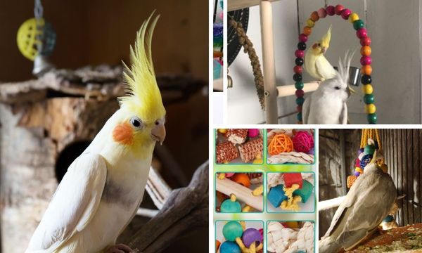 Cockatiel Toys