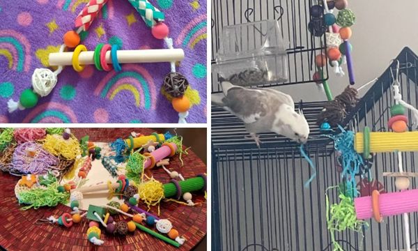 Cockatiel Toys