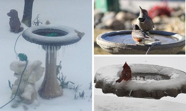Bird Bath Heater