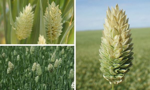 Canary Seed