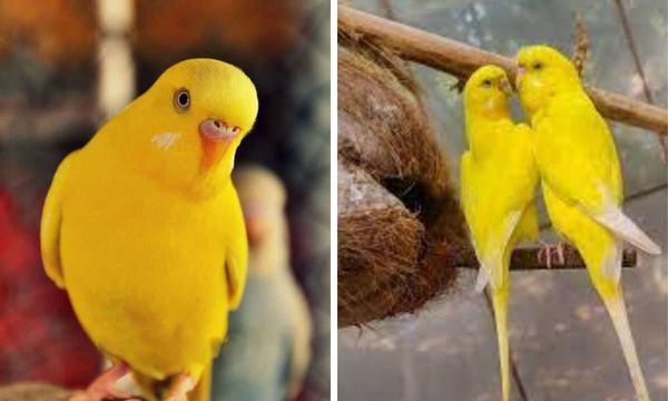 Lutino Parakeet