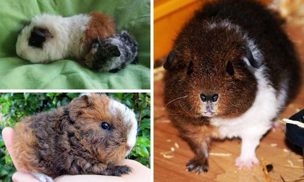 Rex Guinea Pig