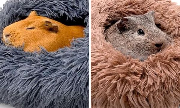 Do Guinea Pigs Hibernate?