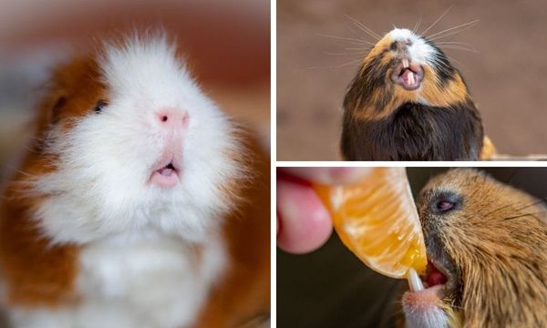 Understanding Guinea Pig Teeth: A Comprehensive Guide For Pet Lovers