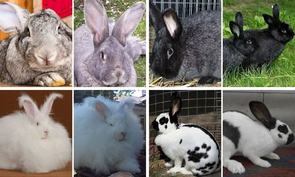 Large Rabbit Breeds