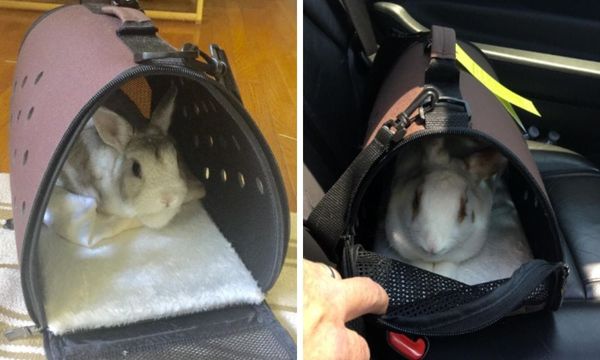 Rabbit Carrier