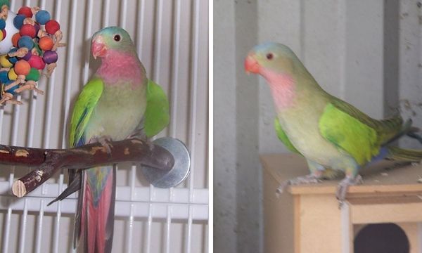 Princess of Wales Parakeet