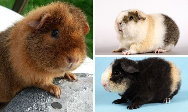 Teddy guinea pig
