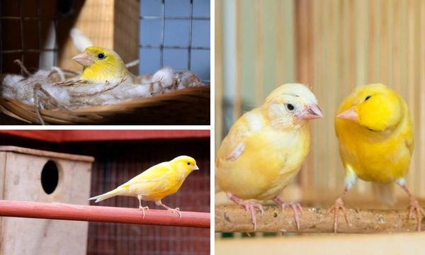 Canary nest