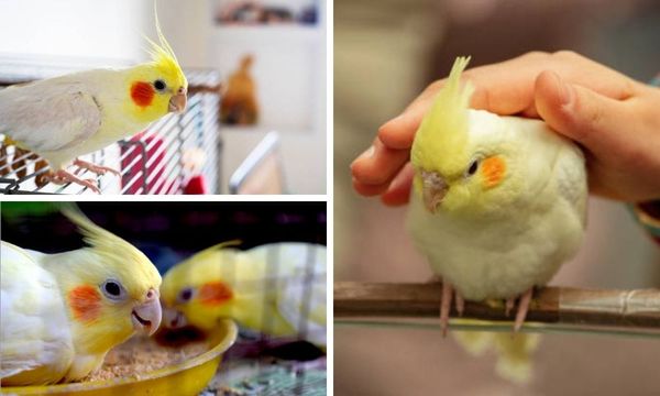 Cockatiel Care