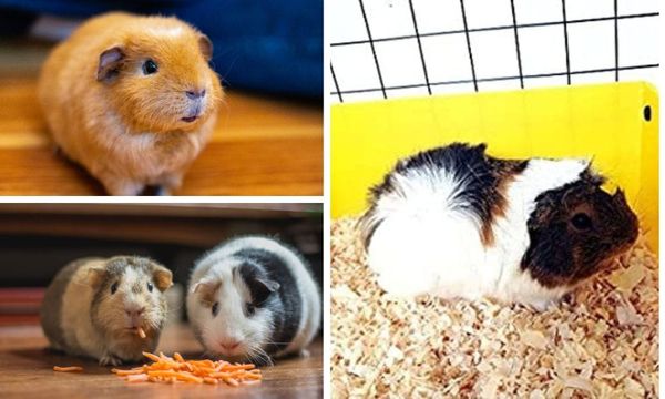 Guinea Pig Care 