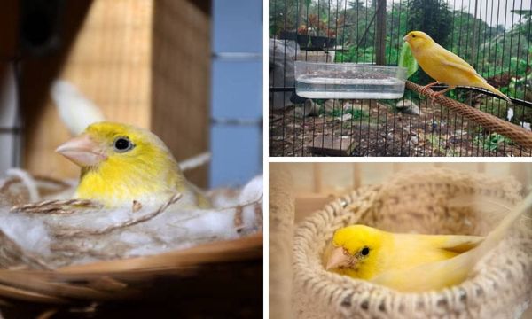 Canary nest