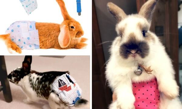 Rabbit Diapers