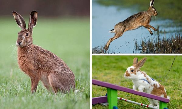 How High Can a Rabbit Jump