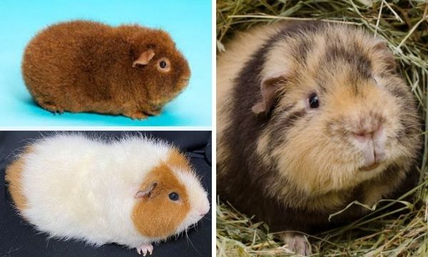 Rex Guinea Pig vs Teddy