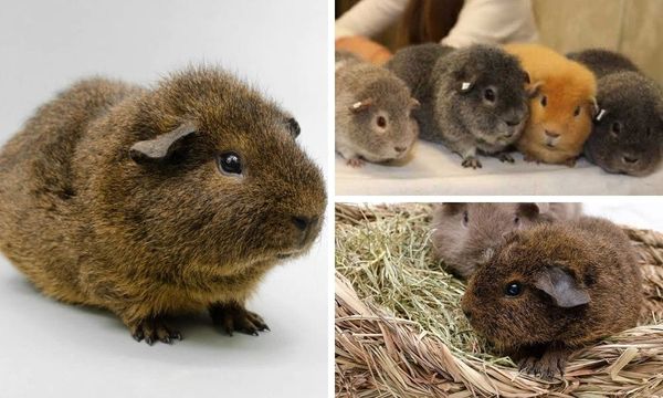 The Rex Guinea Pig