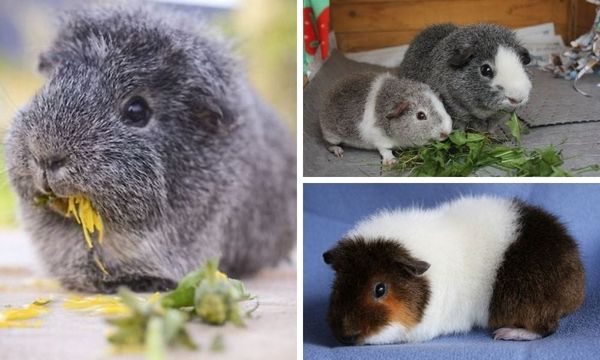 Rex Guinea Pig