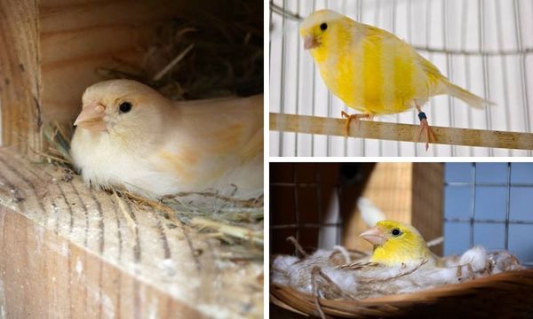 Canary Nest